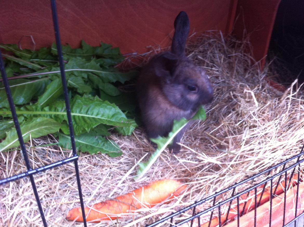 Kanin Svanemarks Los Lagos "Simba" billede 3