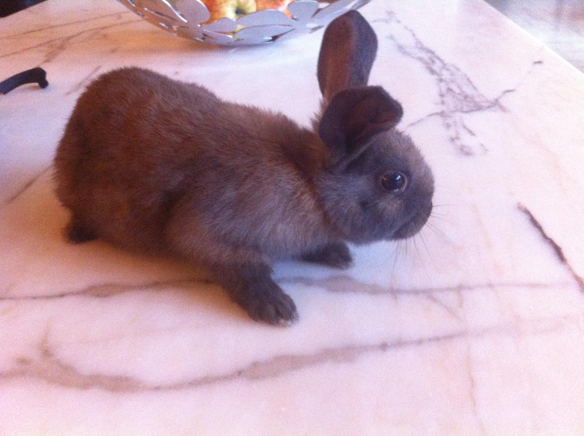 Kanin Svanemarks Los Lagos "Simba" billede 4