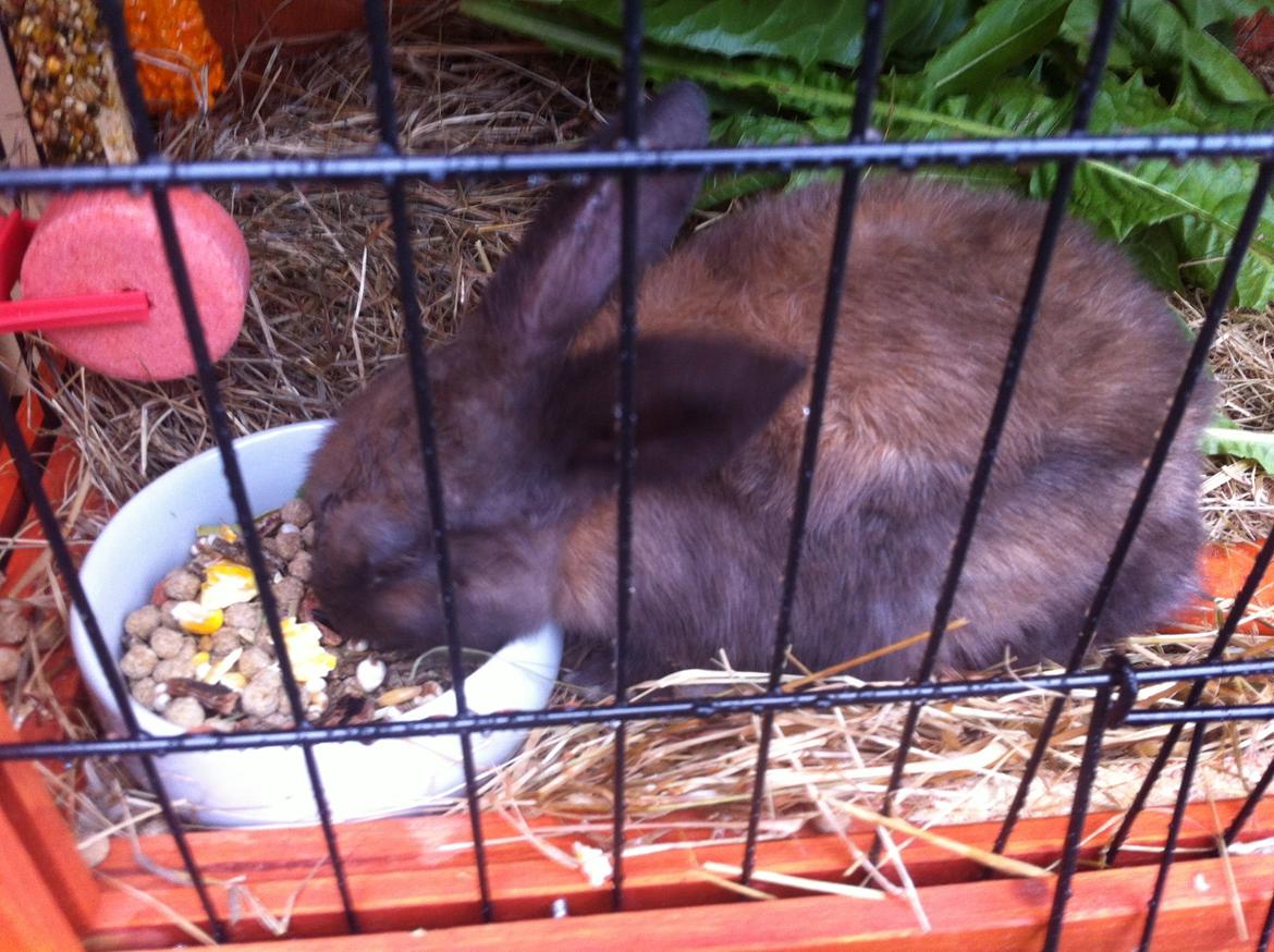 Kanin Svanemarks Los Lagos "Simba" billede 5