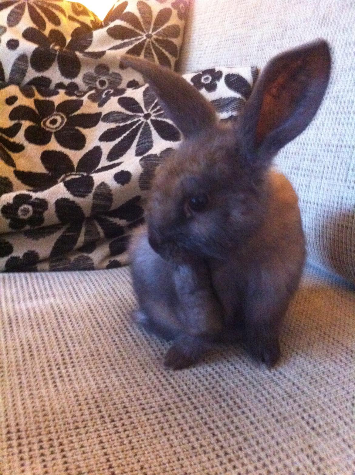 Kanin Svanemarks Los Lagos "Simba" billede 6