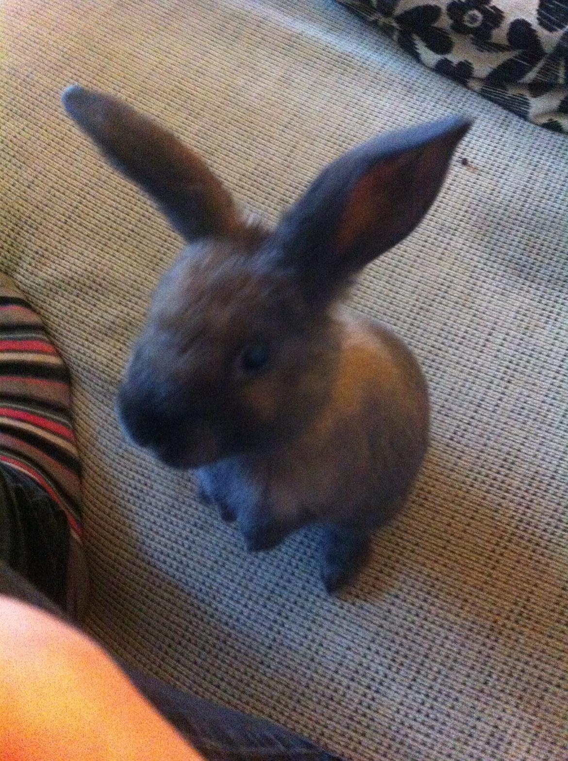 Kanin Svanemarks Los Lagos "Simba" billede 7