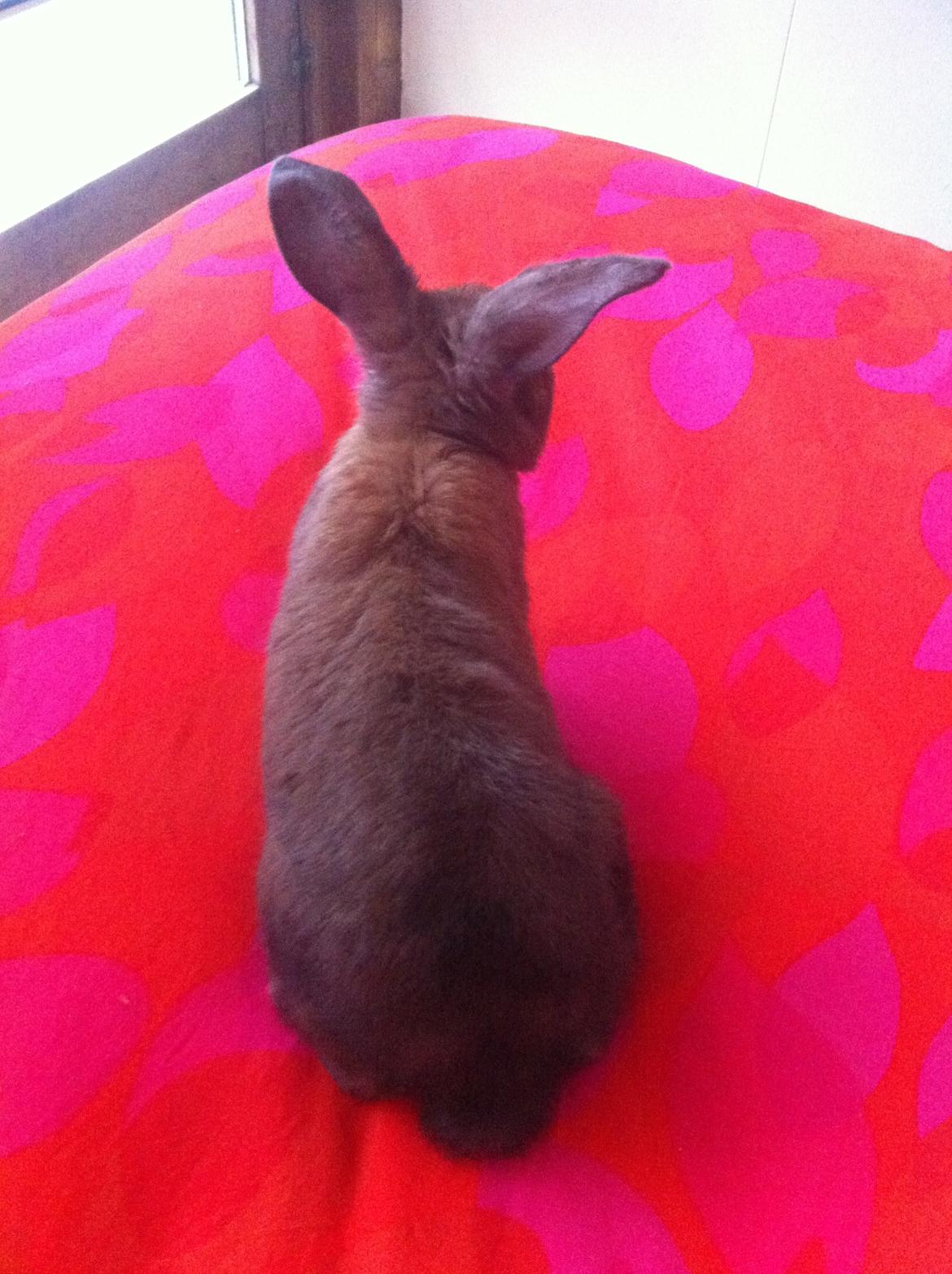 Kanin Svanemarks Los Lagos "Simba" billede 8