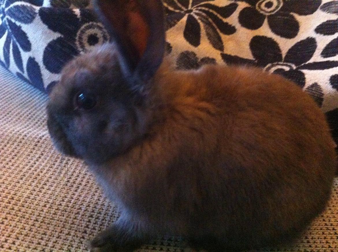 Kanin Svanemarks Los Lagos "Simba" billede 9