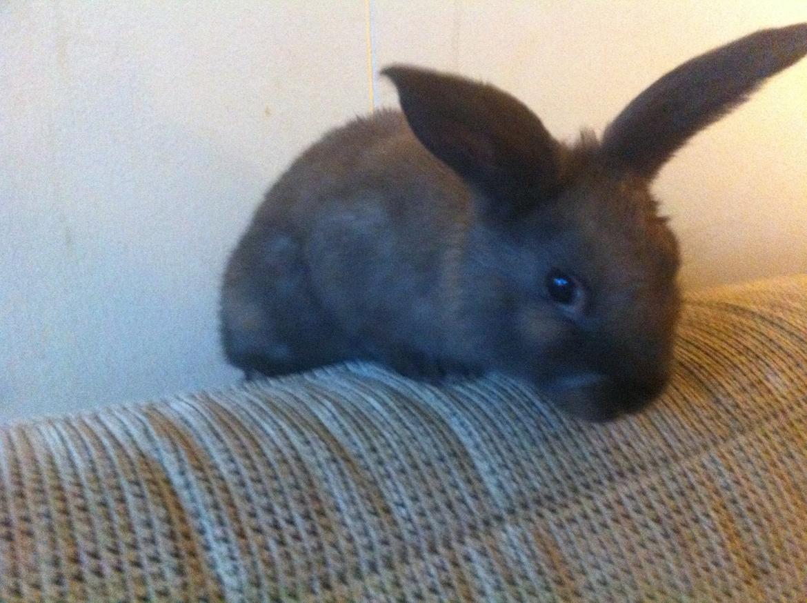 Kanin Svanemarks Los Lagos "Simba" billede 10