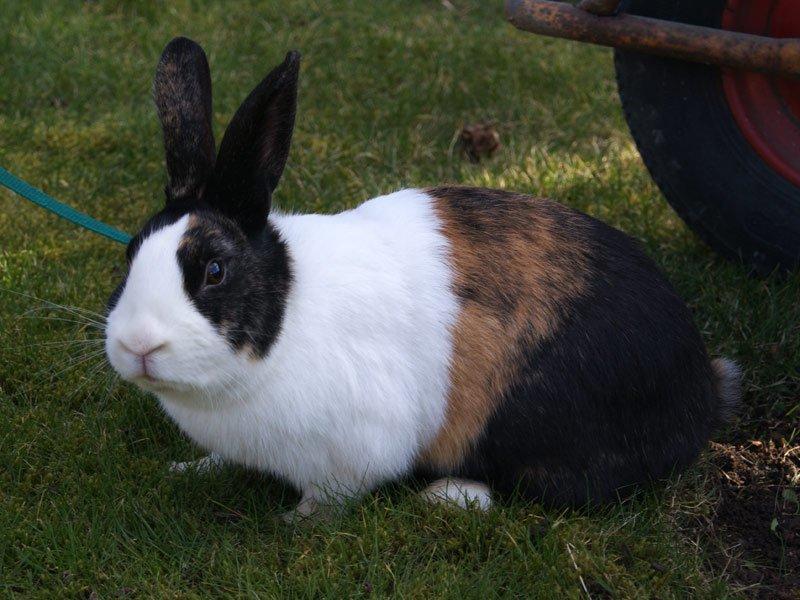 Kanin Popcorn Hollænder billede 11