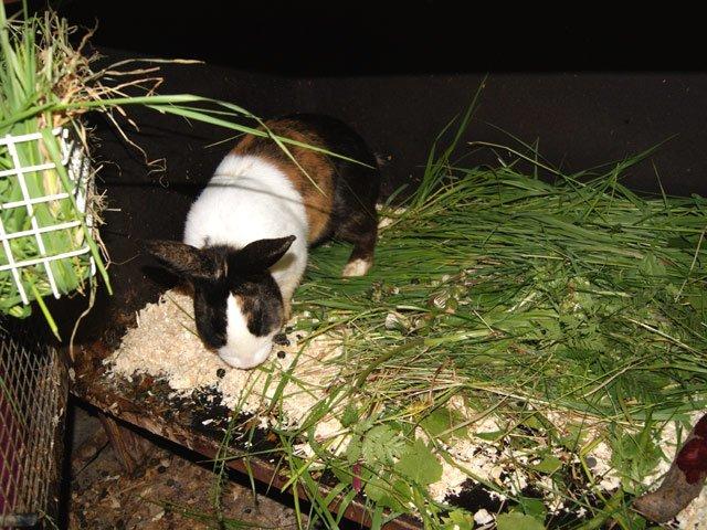 Kanin Popcorn Hollænder billede 12