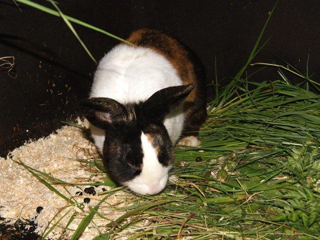 Kanin Popcorn Hollænder billede 13