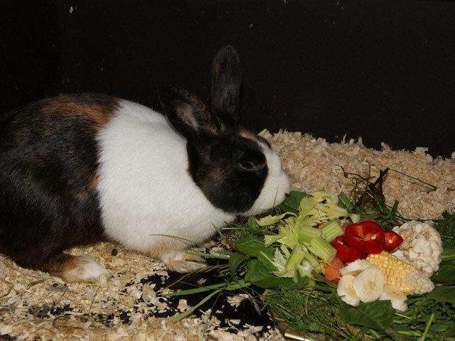 Kanin Popcorn Hollænder billede 15