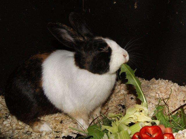 Kanin Popcorn Hollænder billede 16