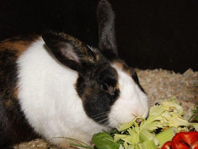 Kanin Popcorn Hollænder billede 17