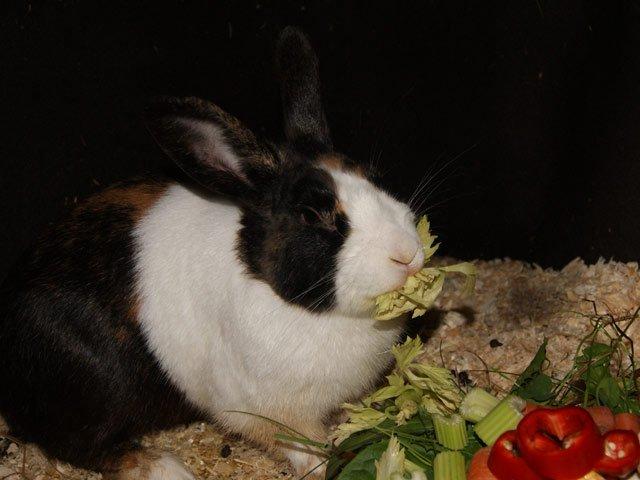 Kanin Popcorn Hollænder billede 18