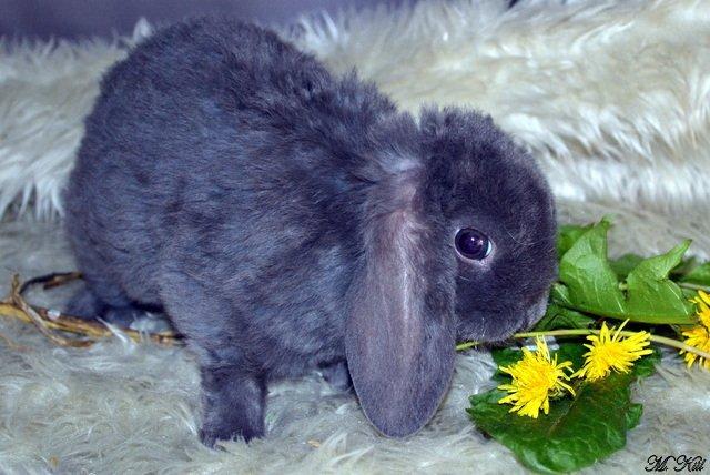 Kanin *Drop Ears Banzai* billede 1