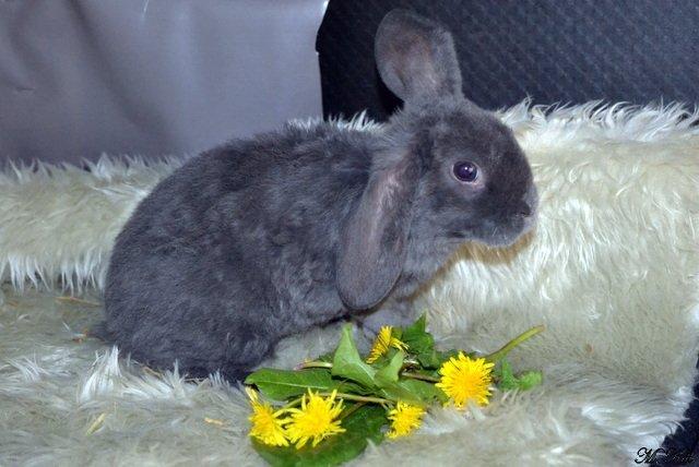 Kanin *Drop Ears Banzai* billede 2