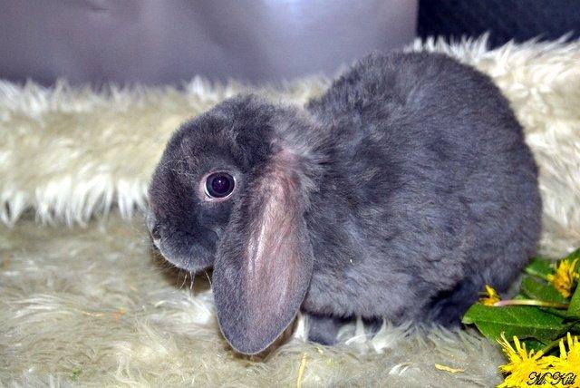 Kanin *Drop Ears Banzai* billede 3