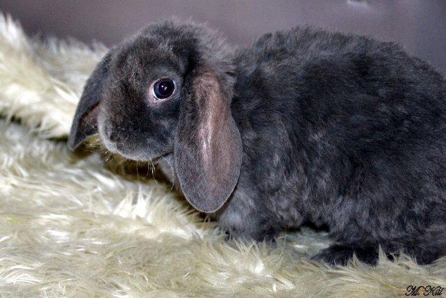 Kanin *Drop Ears Banzai* billede 4