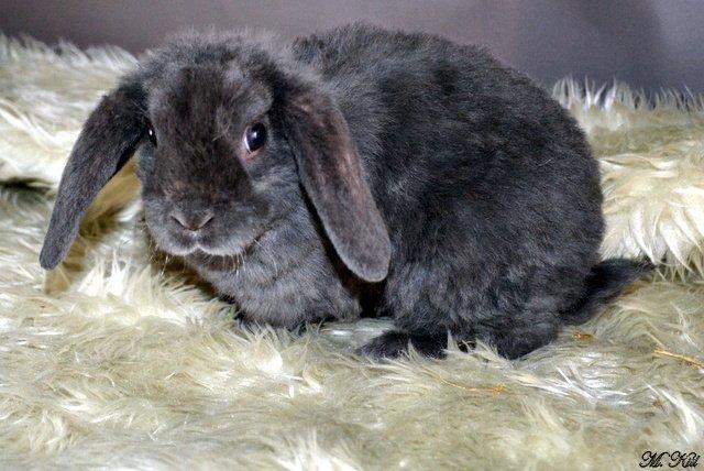 Kanin *Drop Ears Banzai* billede 5