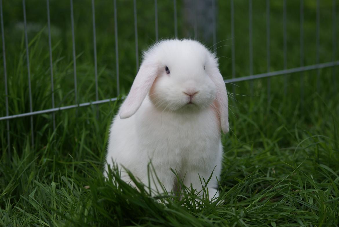 Kanin Aras´ Lille Leonardo *Dværgvædder* billede 1
