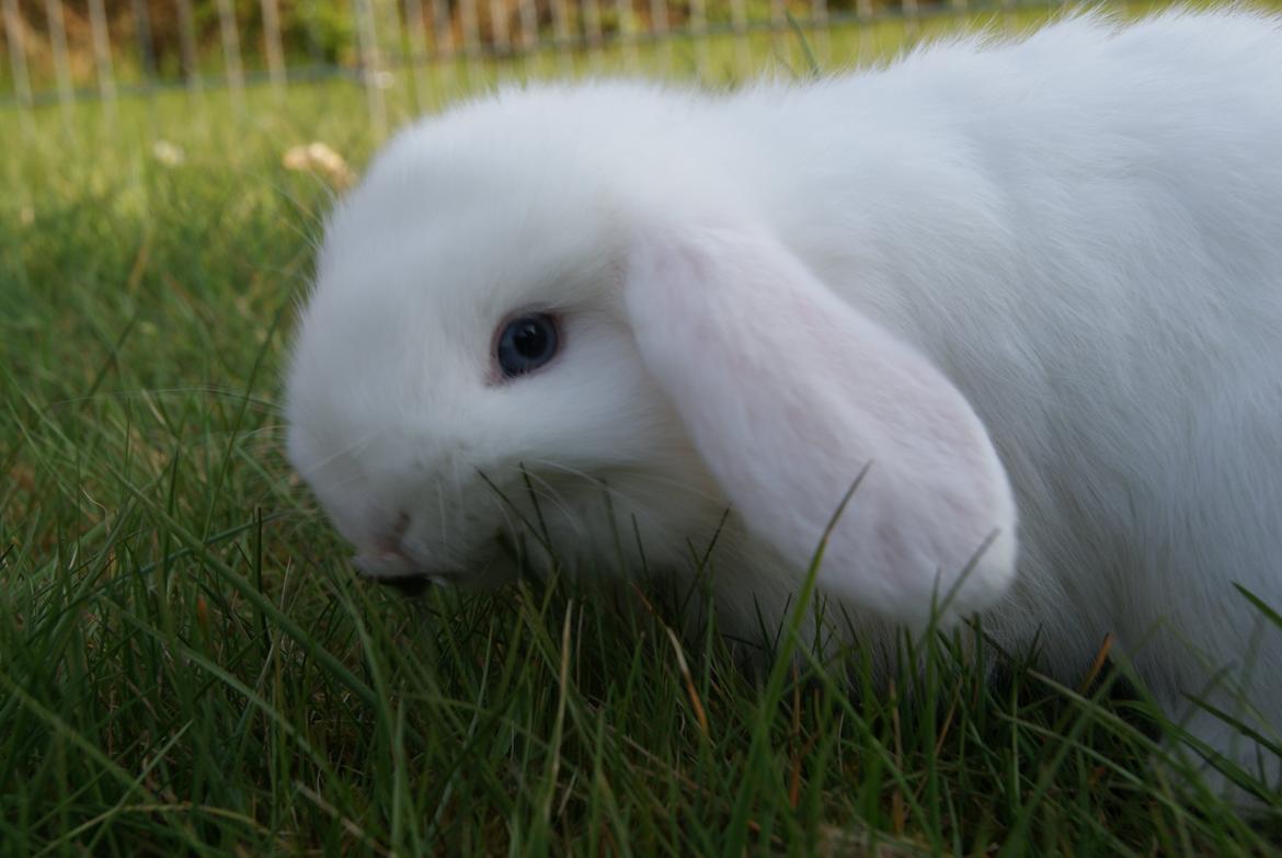 Kanin Aras´ Lille Leonardo *Dværgvædder* billede 3