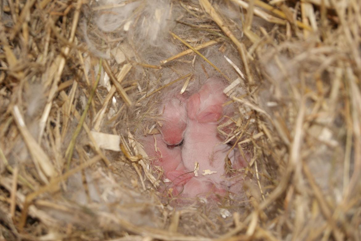 Kanin Aras´ Lille Leonardo *Dværgvædder* billede 12