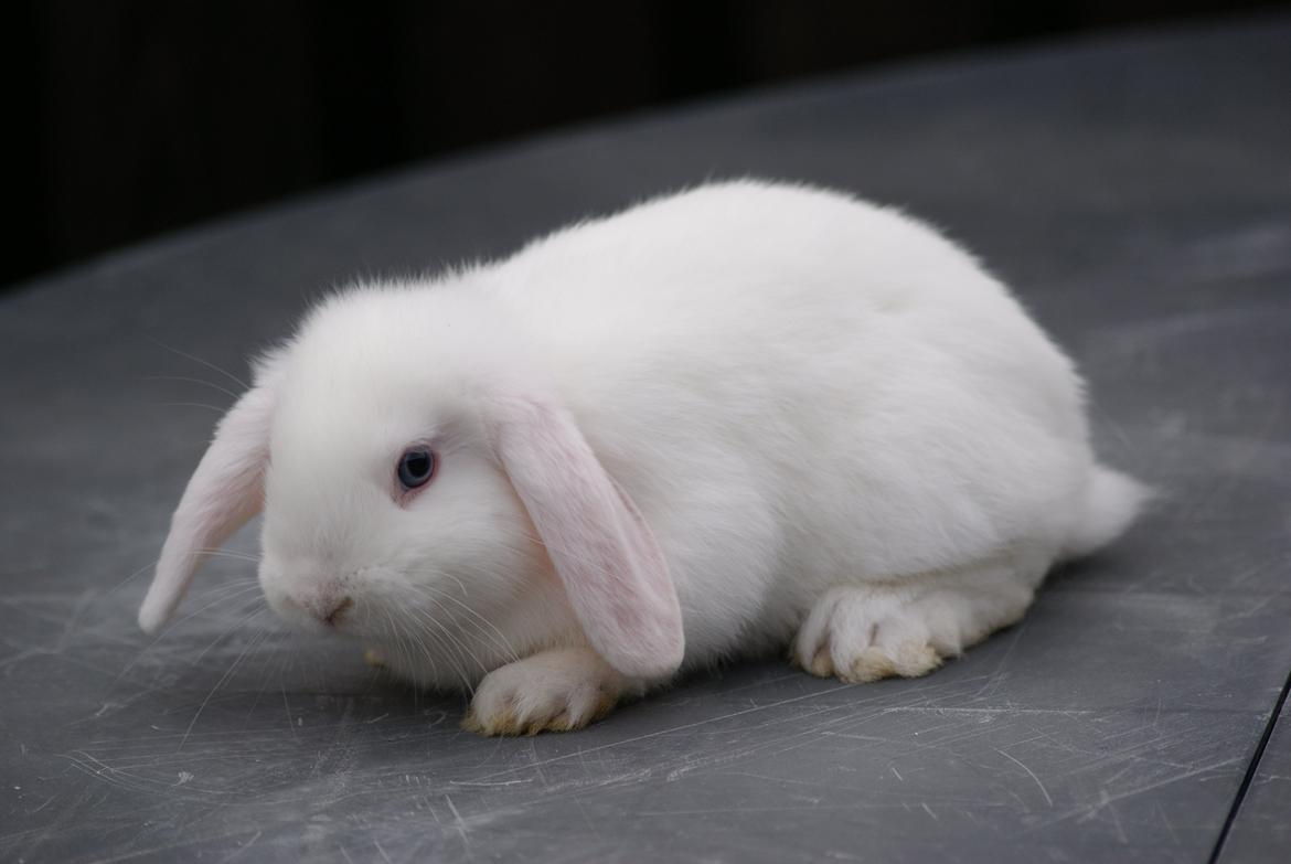 Kanin Aras´ Lille Leonardo *Dværgvædder* billede 13