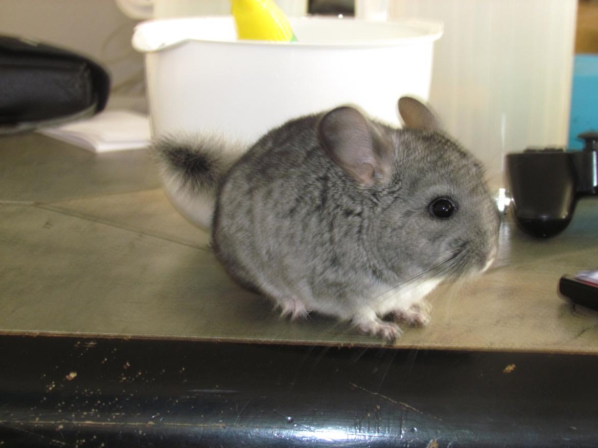 Chinchilla speedy gonzales billede 1