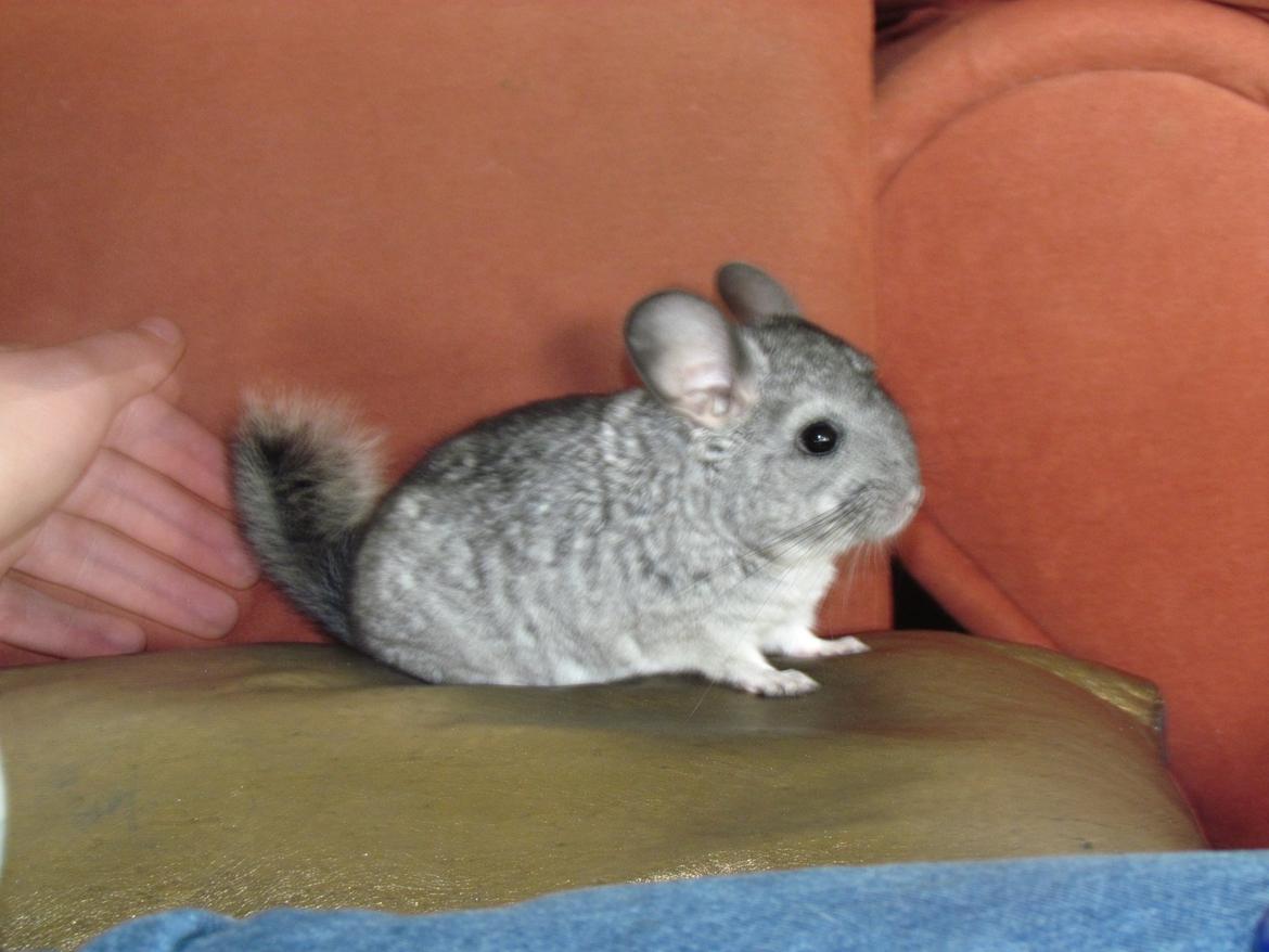 Chinchilla speedy gonzales billede 3