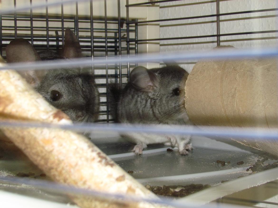 Chinchilla speedy gonzales billede 4