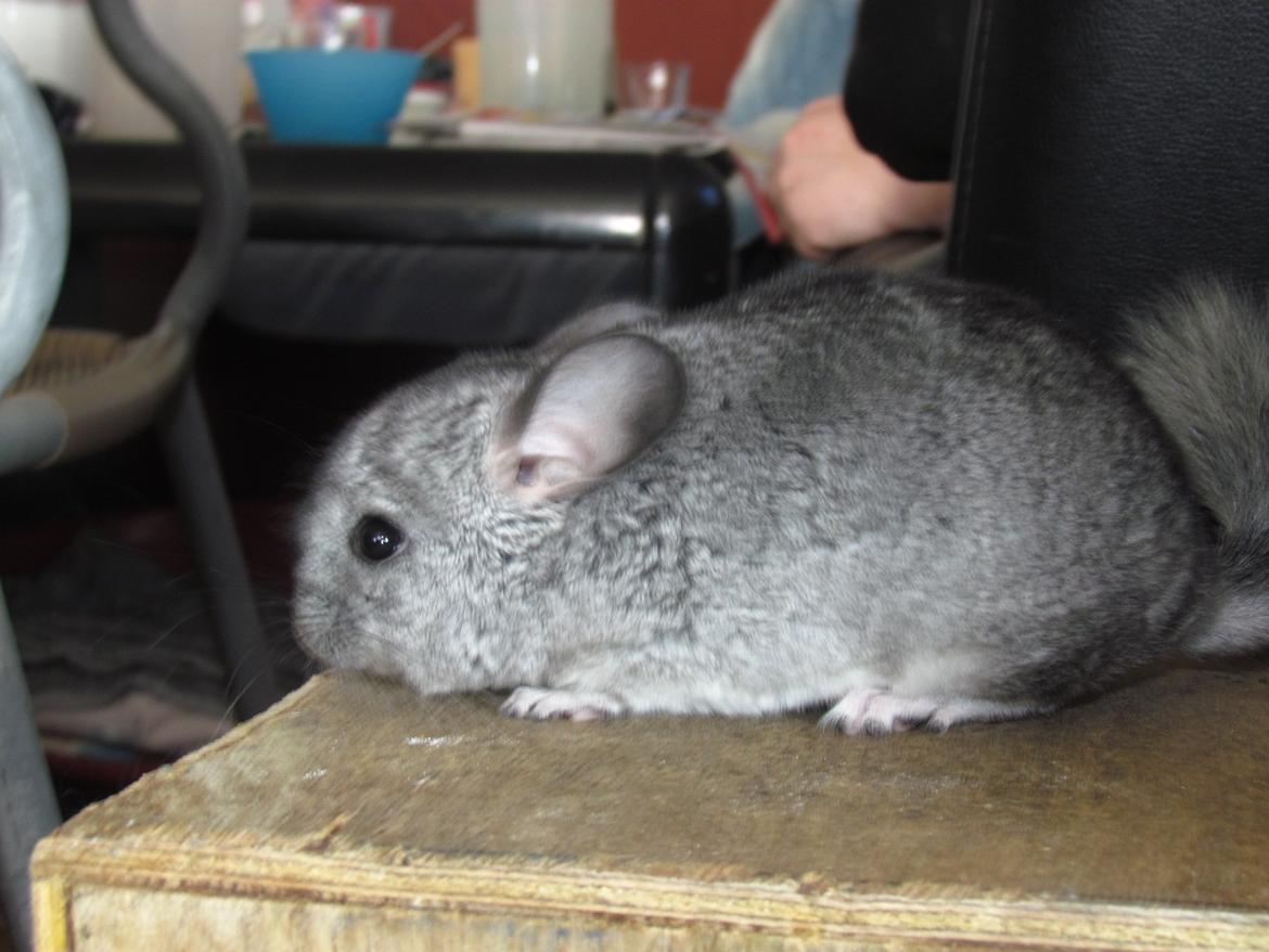 Chinchilla speedy gonzales billede 5