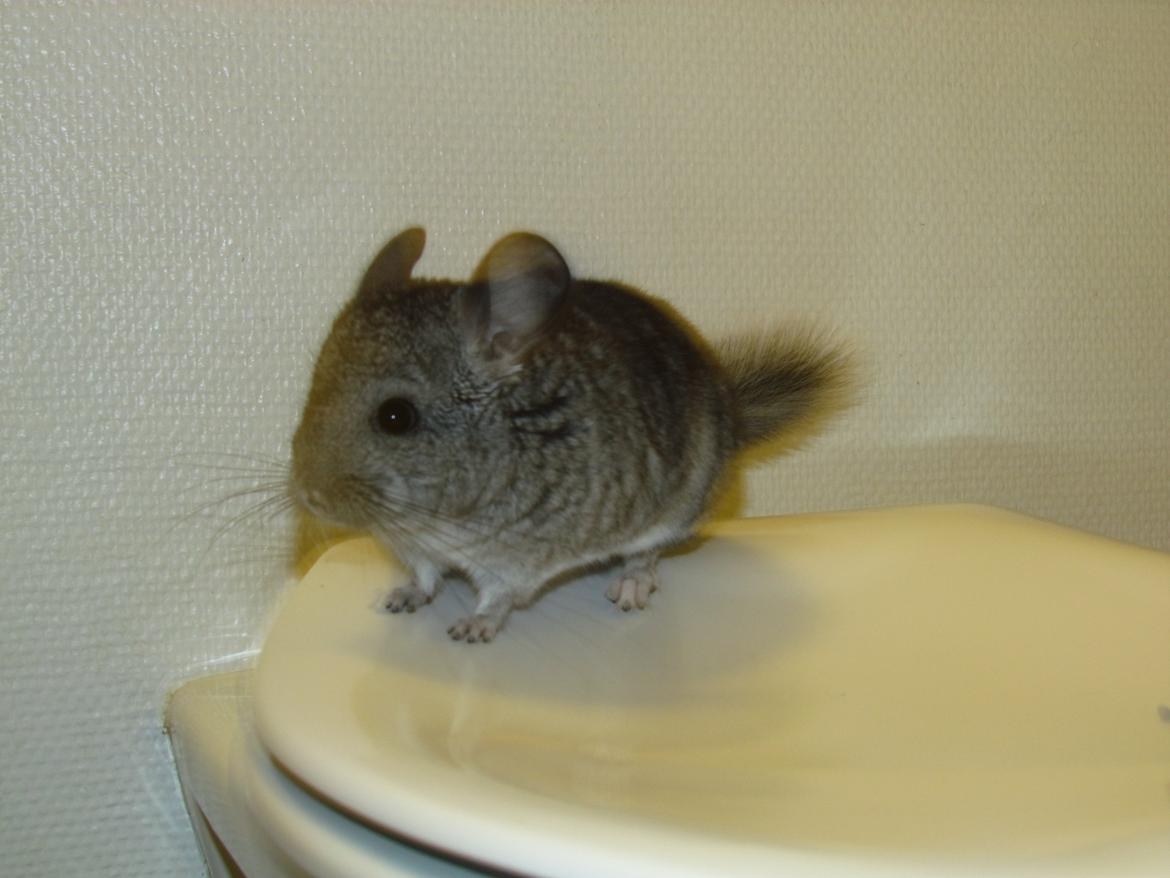 Chinchilla speedy gonzales billede 6