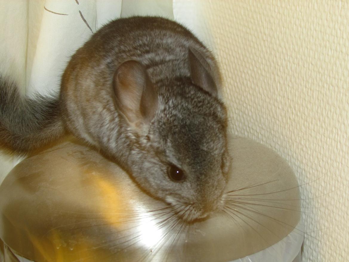 Chinchilla speedy gonzales billede 7