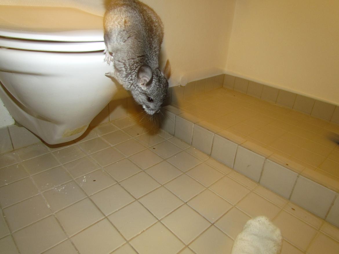 Chinchilla speedy gonzales billede 8