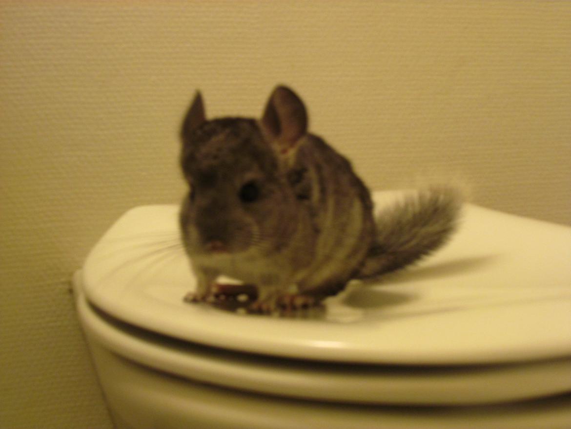 Chinchilla speedy gonzales billede 9