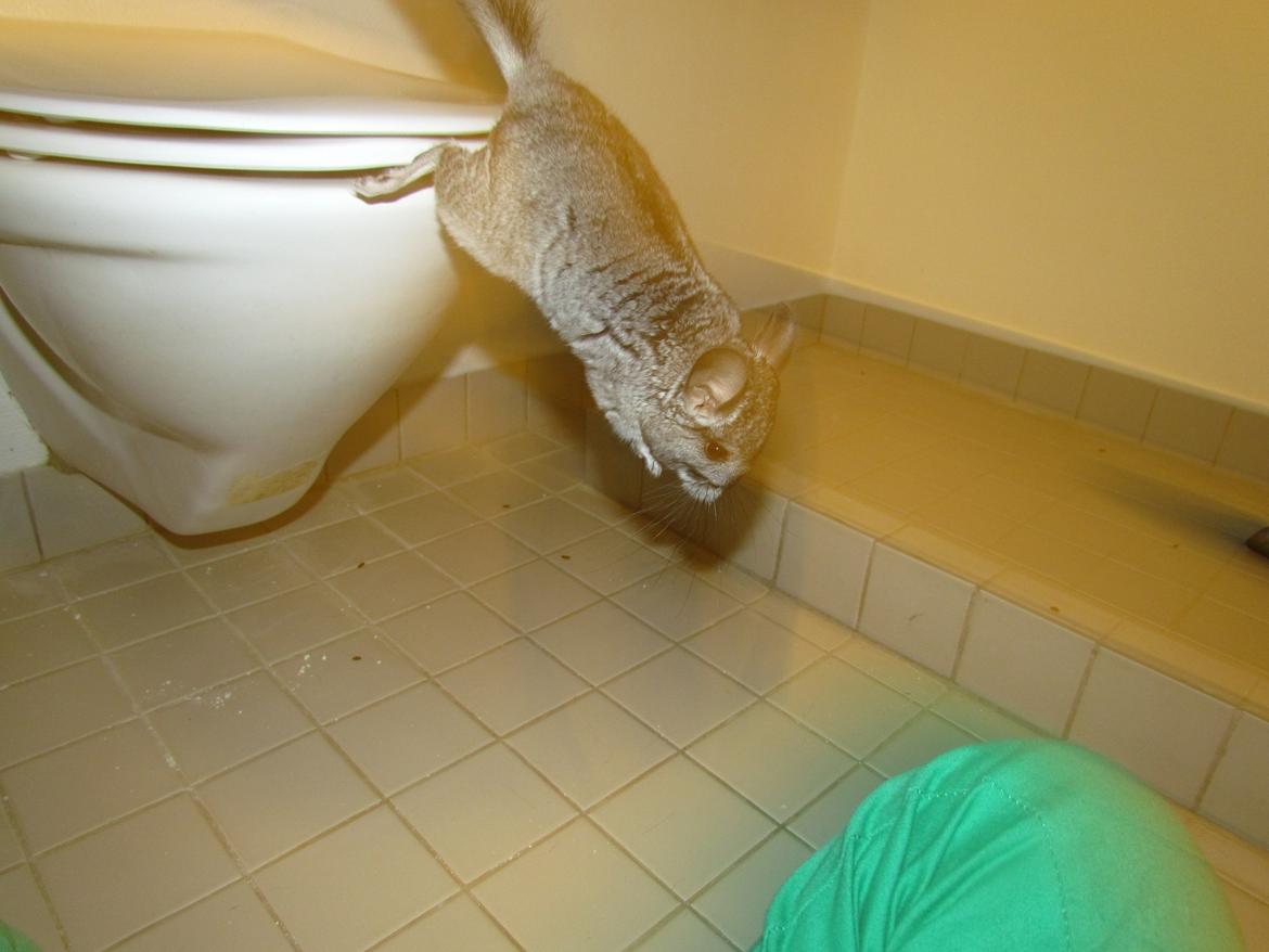 Chinchilla speedy gonzales billede 10