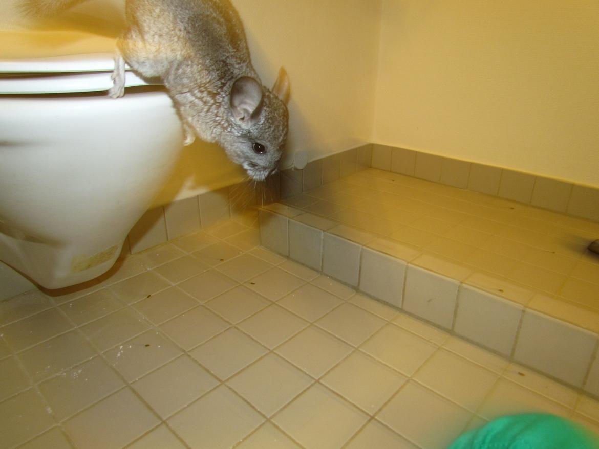 Chinchilla speedy gonzales billede 11