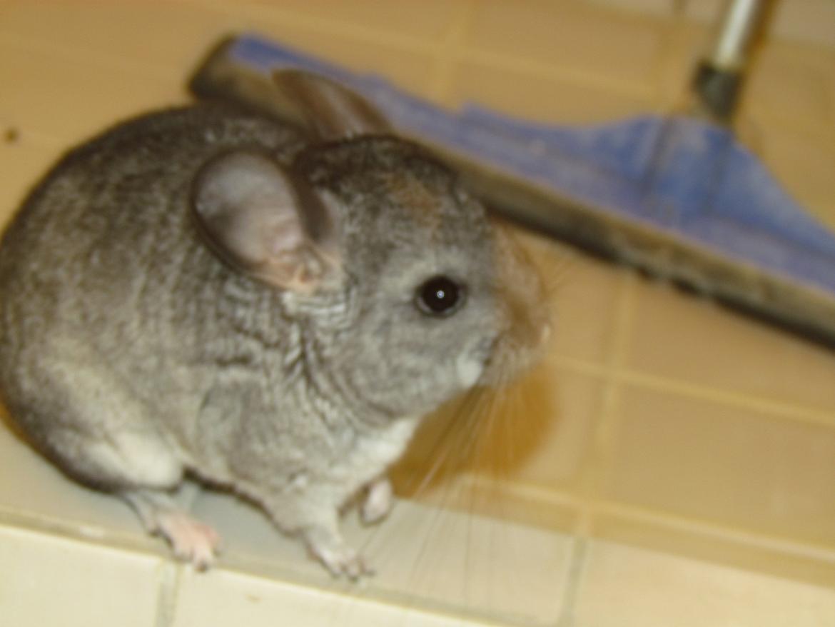 Chinchilla speedy gonzales billede 2
