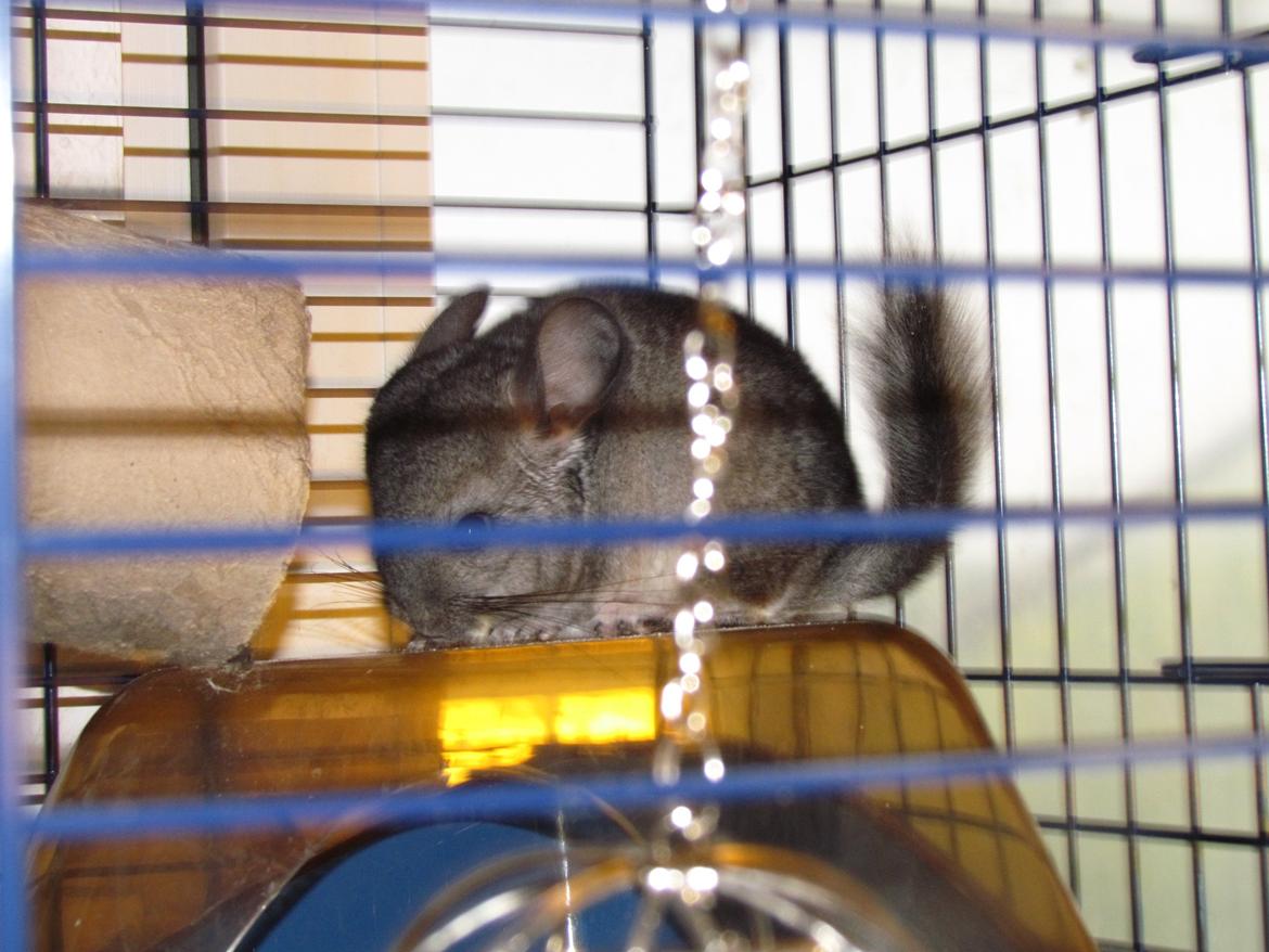 Chinchilla speedy gonzales billede 12