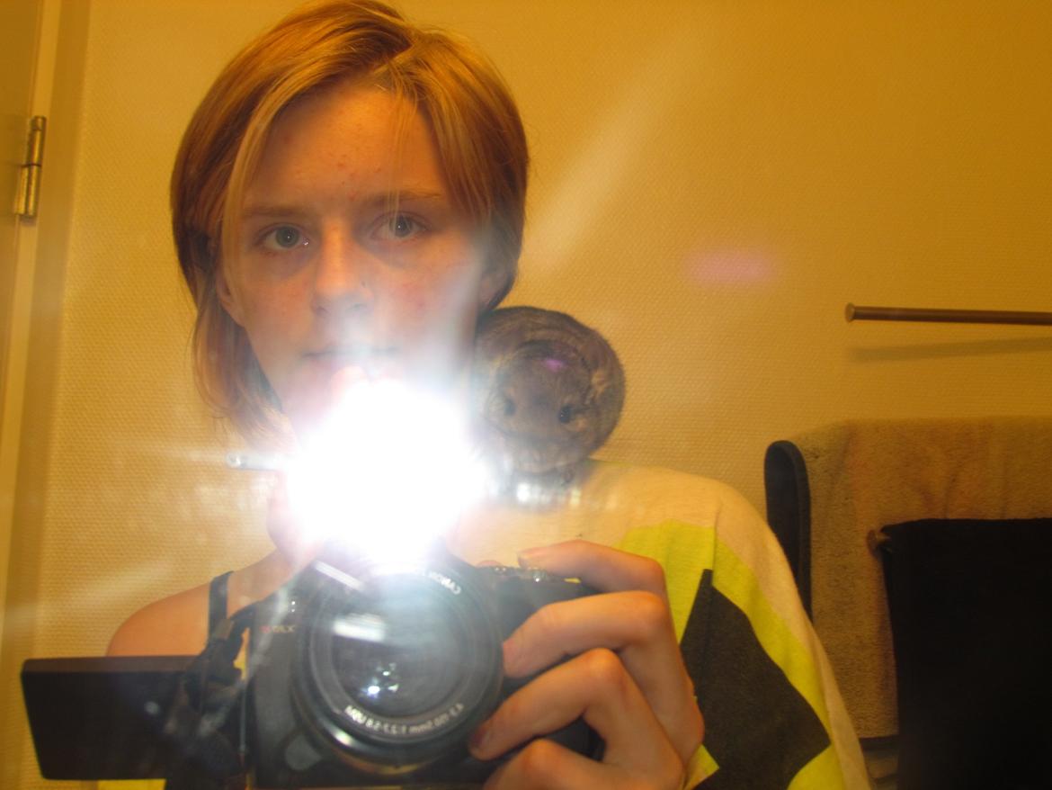 Chinchilla speedy gonzales billede 13