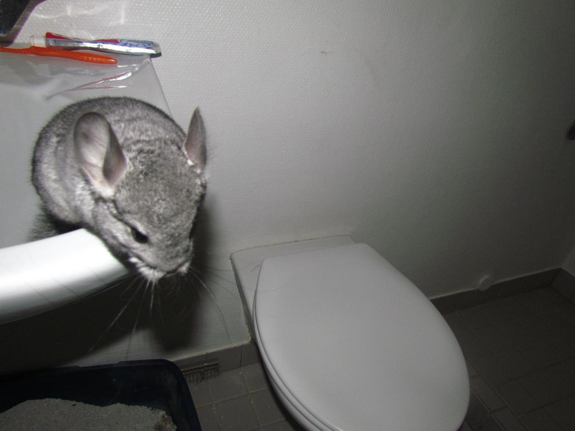 Chinchilla speedy gonzales billede 14