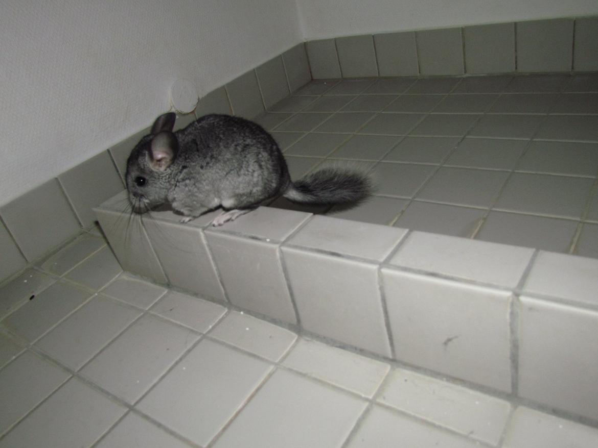 Chinchilla speedy gonzales billede 15