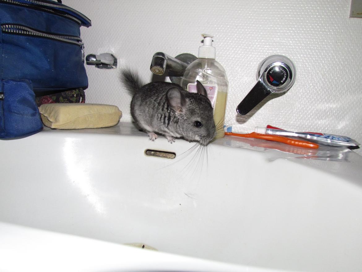 Chinchilla speedy gonzales billede 16