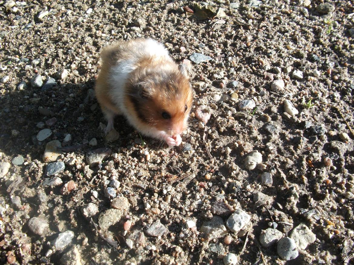 Hamster Kiwi billede 16