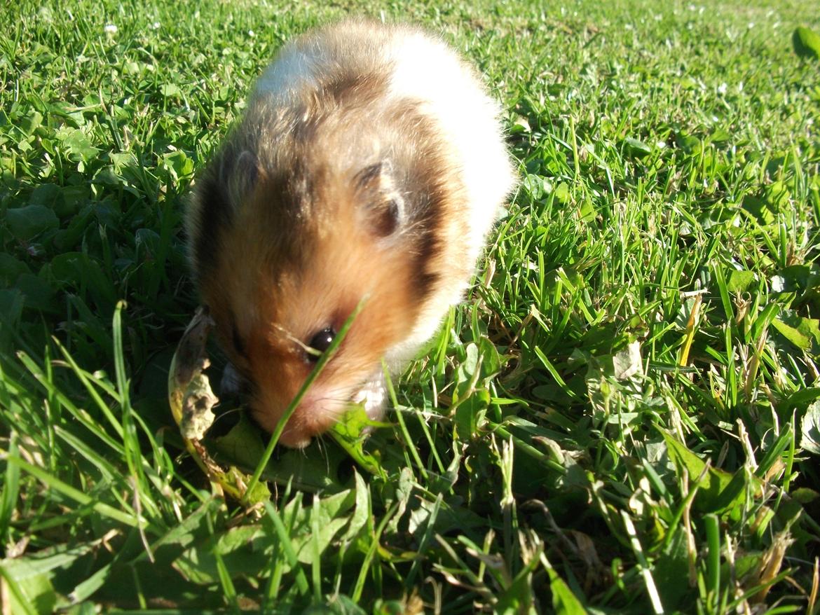 Hamster Kiwi billede 17