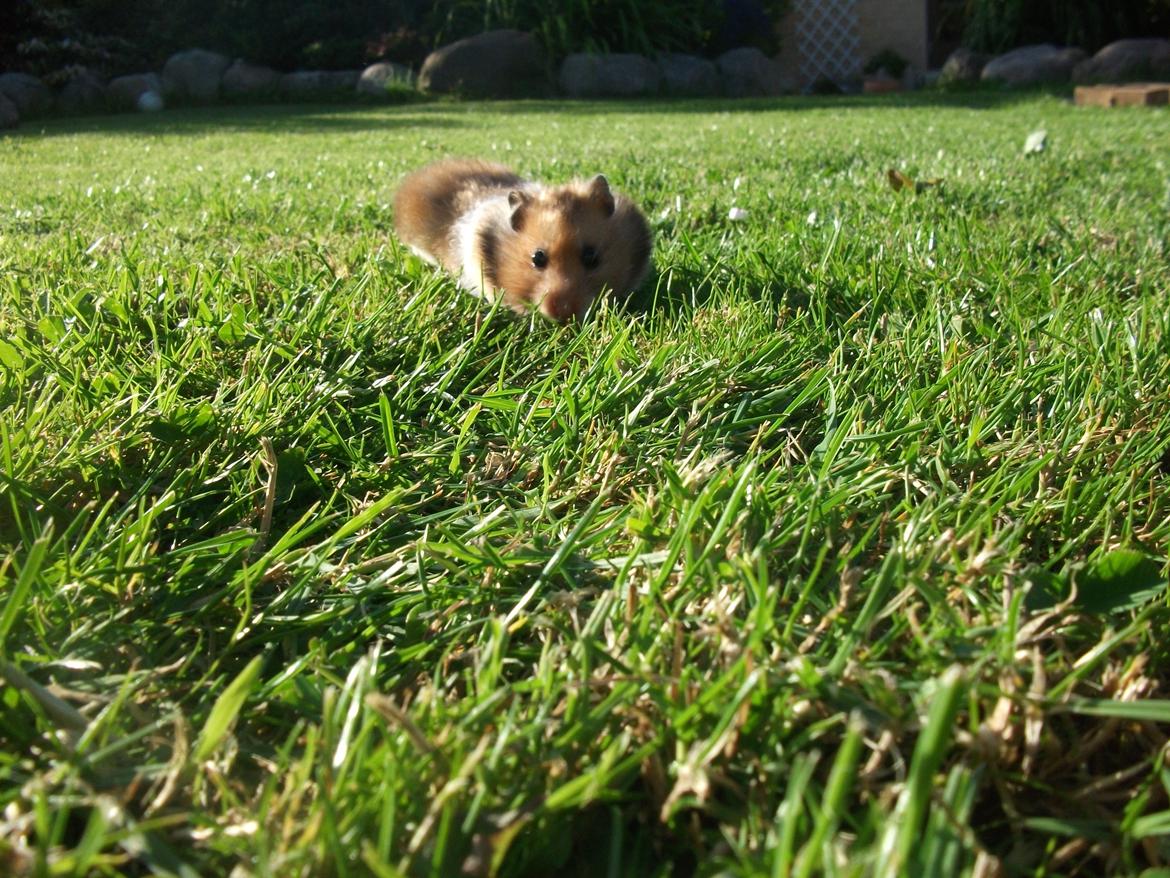 Hamster Kiwi billede 18