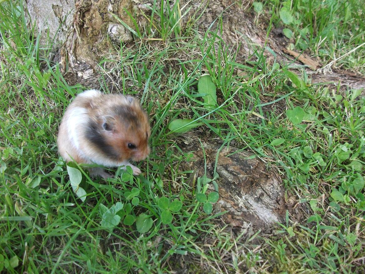 Hamster Kiwi billede 19