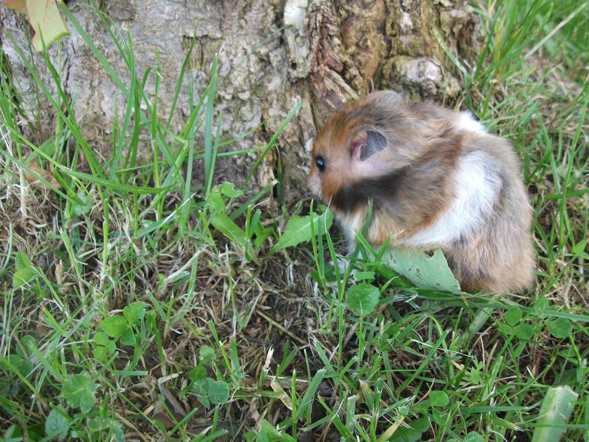 Hamster Kiwi billede 20