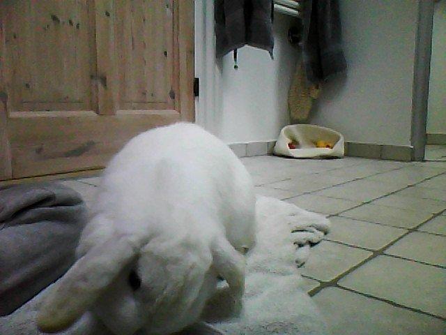 Kanin Chilli<3 billede 3