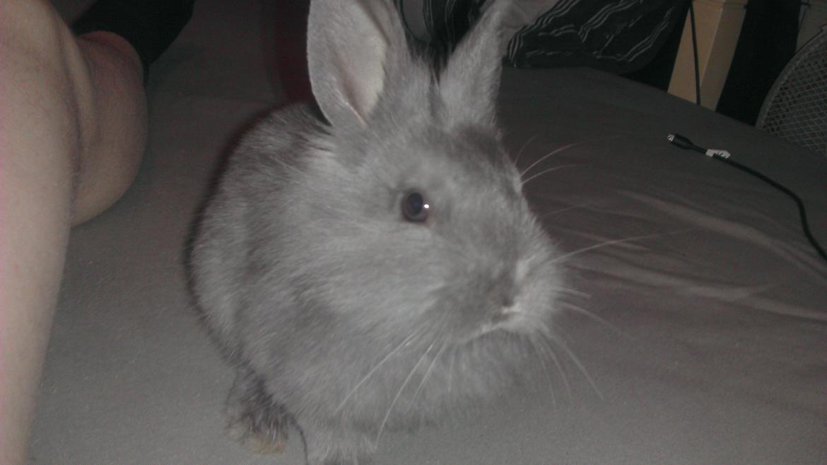 Kanin Mumie billede 1