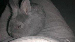 Kanin Mumie billede 2