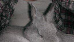 Kanin Mumie billede 3