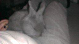 Kanin Mumie billede 4